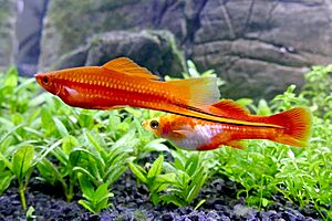 Archivo:Xiphophorus hellerii red male female 02