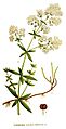 69 Galium boreale