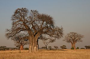 Archivo:Adansonia digitata Baobab