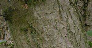 Archivo:American Hornbeam Carpinus caroliniana Bark