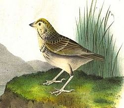Ammodramus bairdii (Audubon).jpg