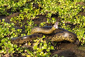 Archivo:Anaconda (Eunectes akayima)