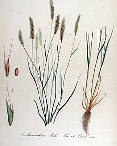 Archivo:Anthoxanthum puelii — Flora Batava — Volume v14