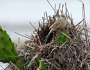 Archivo:Anumbius annumbi - Firewood gatherer on its nest; Tavares, Rio Grande do Sul, Brazil