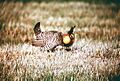 Attwater's Prairie Chicken