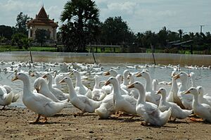 Archivo:AusAID 2005; Avian Flu; Cambodia; Livestock and Poultry (10667302234)