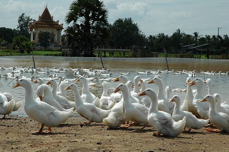 AusAID 2005; Avian Flu; Cambodia; Livestock and Poultry (10667302234)