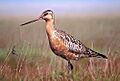BartailedGodwit24