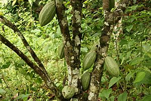 Archivo:Birongo IMG 2961 Cacao de Birongo