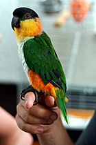Black-headed Parrot (Pionites melanocephalus) -side.jpg