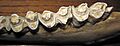 Bos sp. (cow) mandible 5 (32716591947)