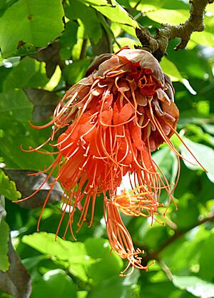 Archivo:Brownea macrophylla