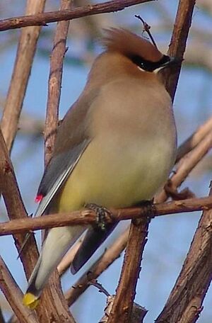 Archivo:CedarWaxWing Rockwall TX US
