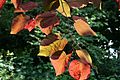 Cercis canadensis 'Forest Pansy' JPG1Fe
