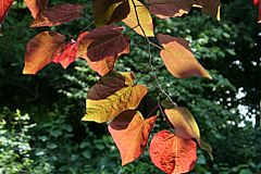 Archivo:Cercis canadensis 'Forest Pansy' JPG1Fe