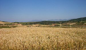 Archivo:Cereales-en-Ventosa-LaRioja