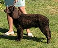 Chien d'eau americain champion 1