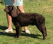 Chien d'eau americain champion 1
