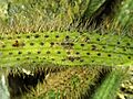 Cleistocactus samaipatanus 2020-02-08 7879