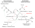 Coagulation full ESP