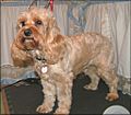 Cockapoo apricot standing