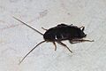 Cockroach May 2007-1
