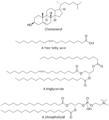 Common lipid types