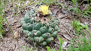 Coryphantha elephantidens bumamma 2.jpg