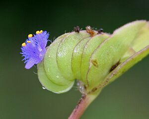 Archivo:Cyanotis cristata (Nabhali) in Hyderabad, AP W2 IMG 0126