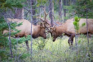 Archivo:Elk Sparring - Jasper National Park