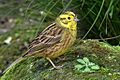 Emberiza citrinella -New Zealand -North Island-8