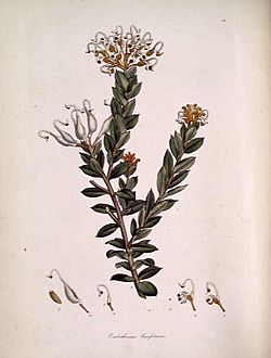 Embothrium (Grevillea) buxifolium.jpg