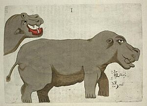 Archivo:Flora Sinensis - Hippopotamus