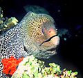 G.javanicus7