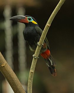 Guianan Toucanet -Dallas World Aquarium-male-8a.jpg