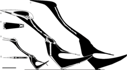 Hatzegopteryx-Witton-and-Naish-2017.png