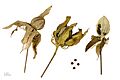 Hibiscus coccineus MHNT.BOT.2012.10.19