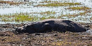 Archivo:Hipopótamo (Hippopotamus amphibius), parque nacional de Chobe, Botsuana, 2018-07-28, DD 06