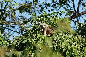Archivo:Iguana verde laguna de Malialtepec