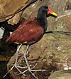 Jacana jacana Niagara Falls Aviary.jpg