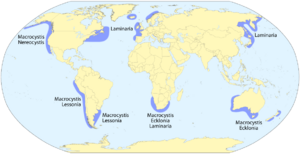 Archivo:Kelp forest distribution map