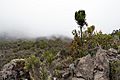 Kilimanjaro vegetation 2
