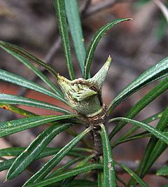 Archivo:Lambertia formosa conshut1 cropped