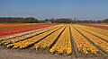 Lisse, veld met tulpen tussen de Zwartelaan en de Lisserbeek IMG 8965 2021-04-27 11.35