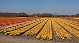 Lisse, veld met tulpen tussen de Zwartelaan en de Lisserbeek IMG 8965 2021-04-27 11.35