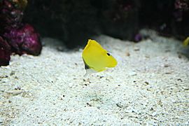 Longnose Butterflyfish (Forcipiger longirostris) (2863777615)