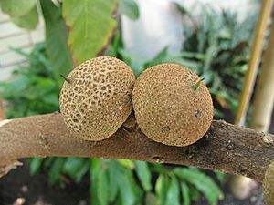 Archivo:Manilkara zapota fruit, United States Botanic Garden