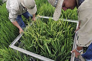 Archivo:Measuring greenhouse gas emissions from rice production (9186)