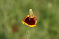 Archivo:Mexican Hat Wildflower