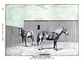 Mexican Ponies (Mustangs) 1893